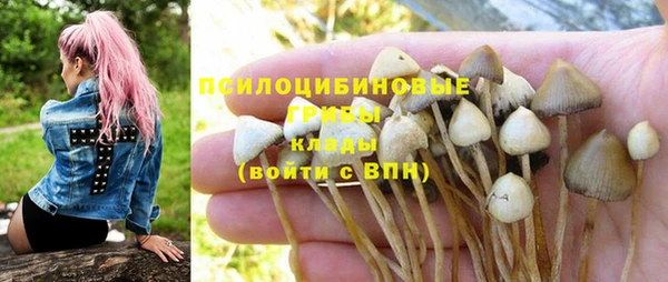 сатива Коряжма